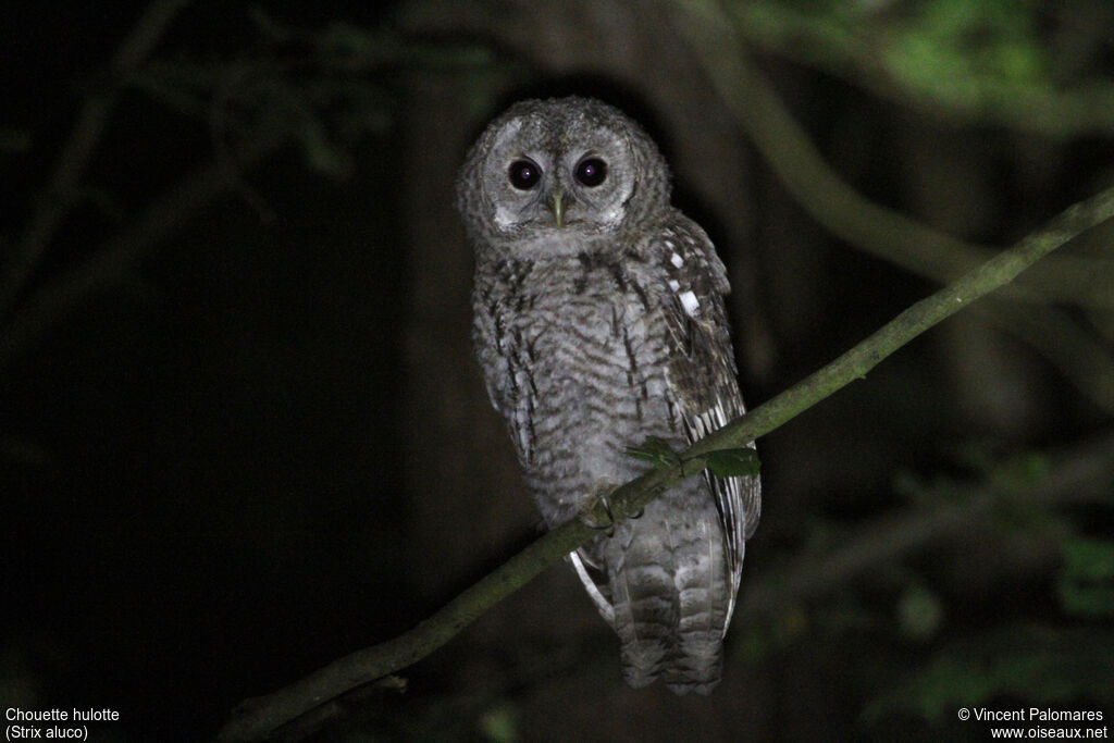 Tawny Owl