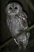 Tawny Owl