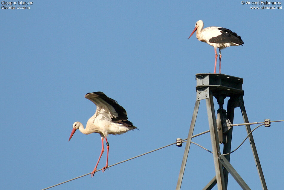 White Stork