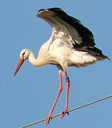 Cigogne blanche