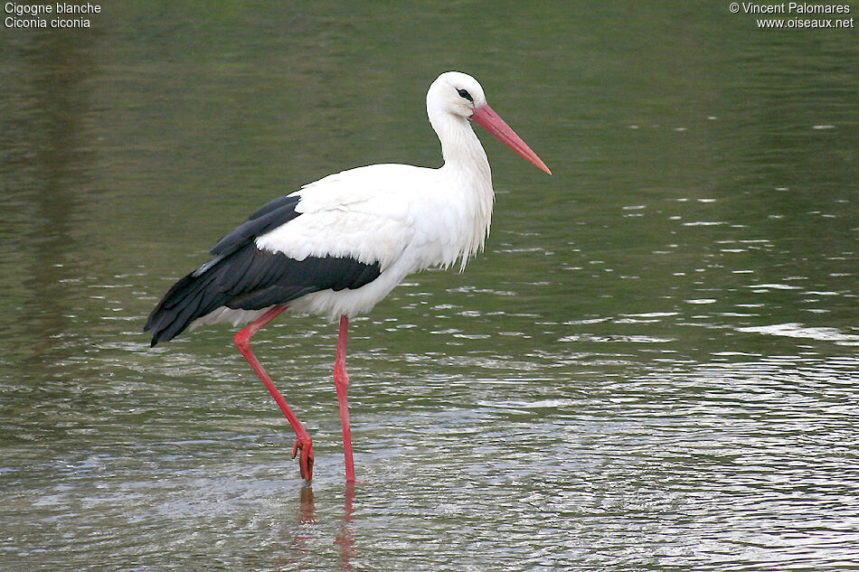 White Stork