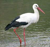 White Stork