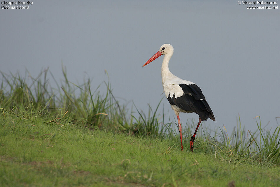 White Stork