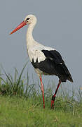 White Stork