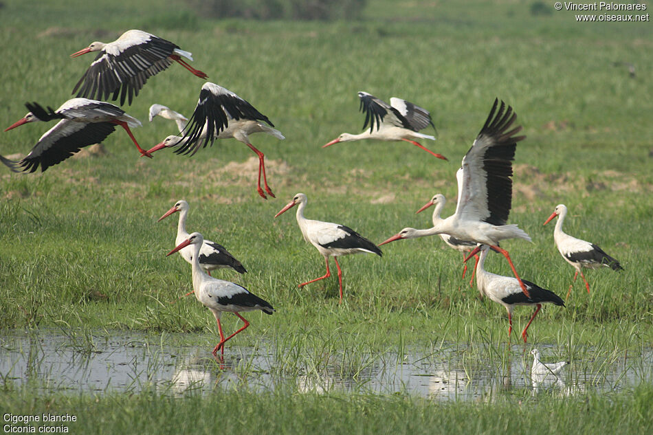 White Stork