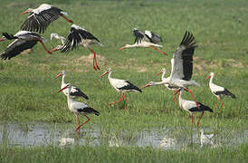 Cigogne blanche