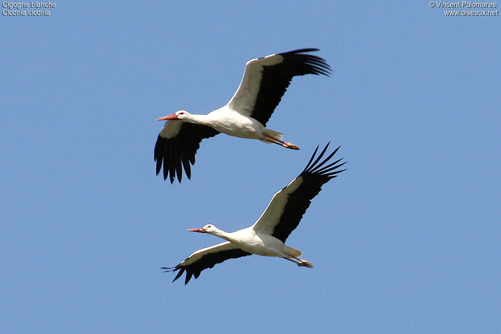 Cigogne blanche