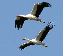 Cigogne blanche