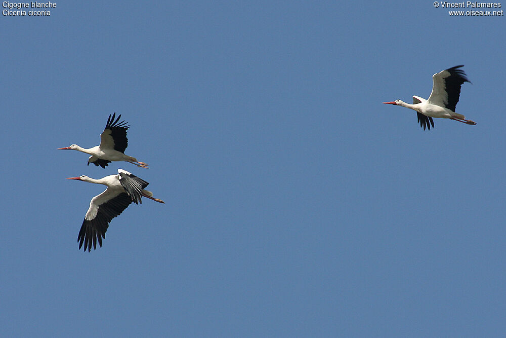 Cigogne blanche