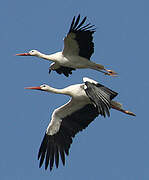 White Stork