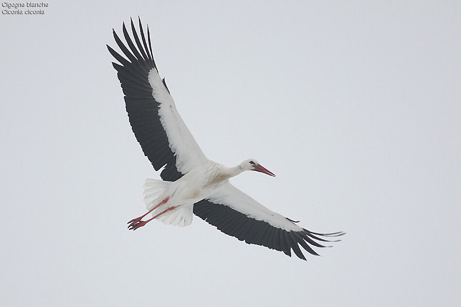 Cigogne blanche