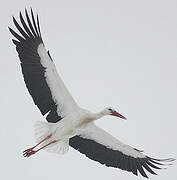 White Stork