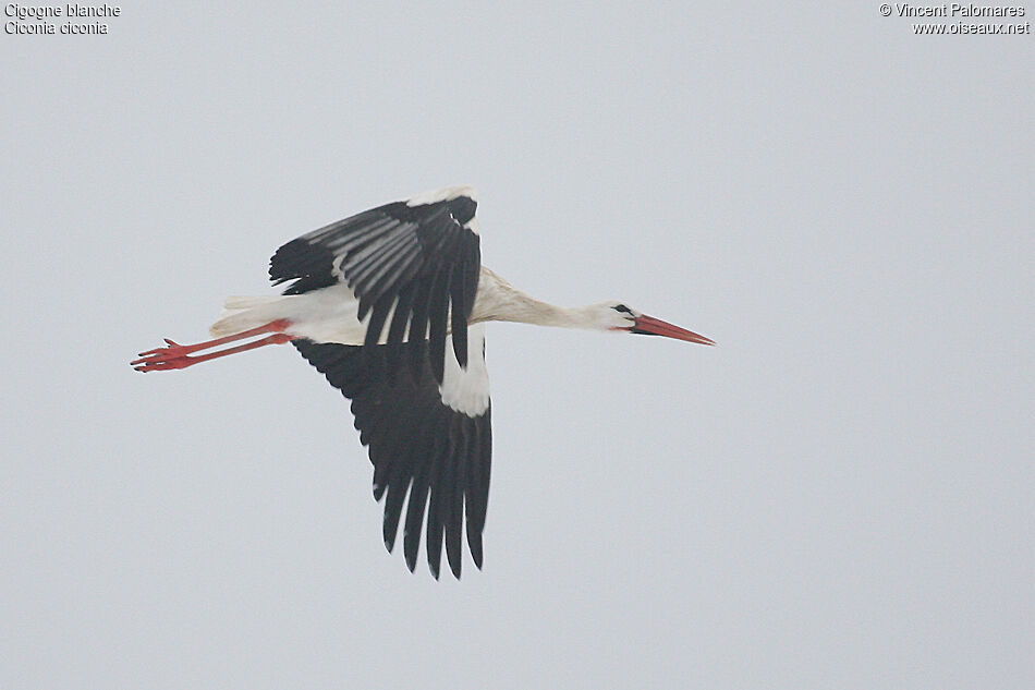 Cigogne blanche