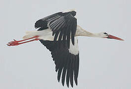 White Stork