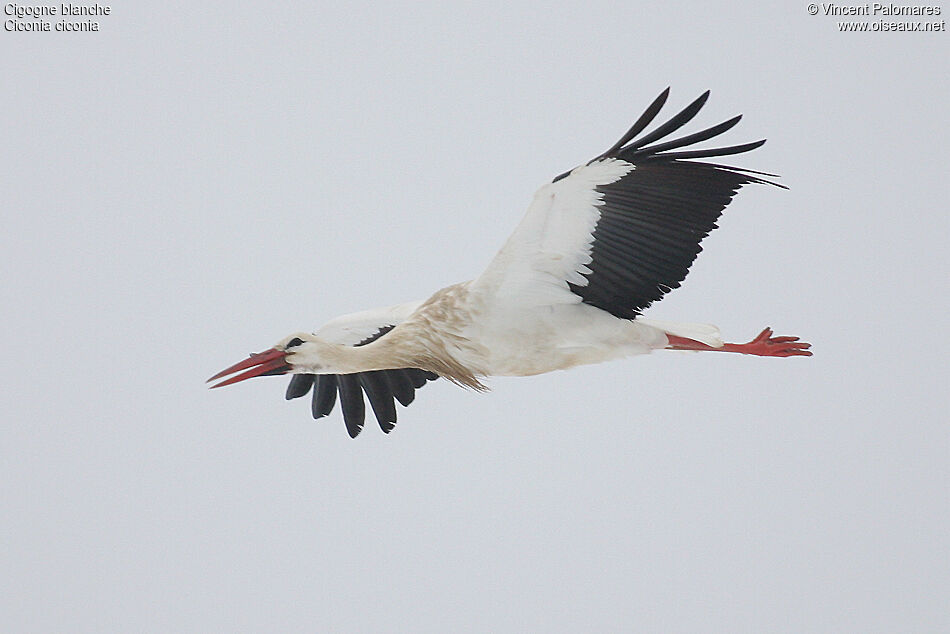 White Stork