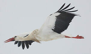 White Stork