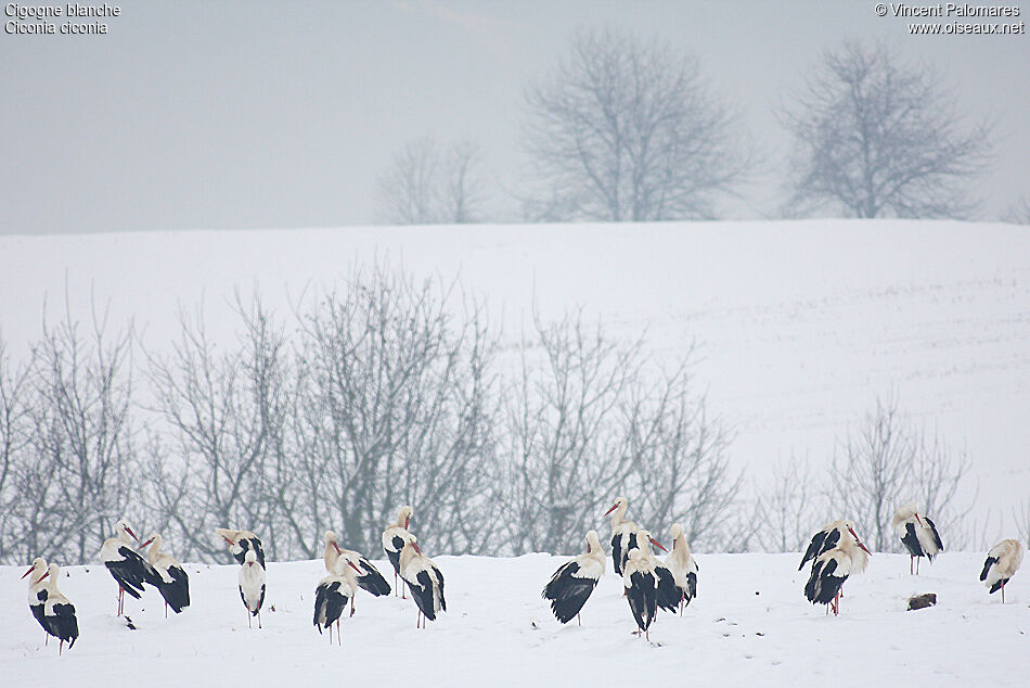 White Stork