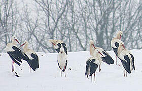 Cigogne blanche