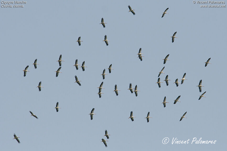 White Stork