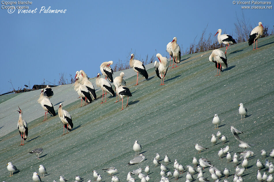 Cigogne blanche