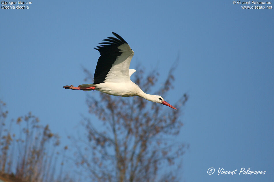 Cigogne blanche