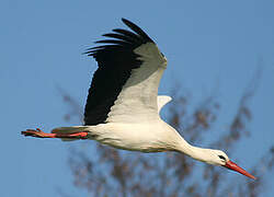 White Stork