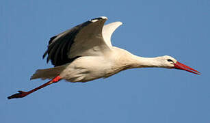 White Stork