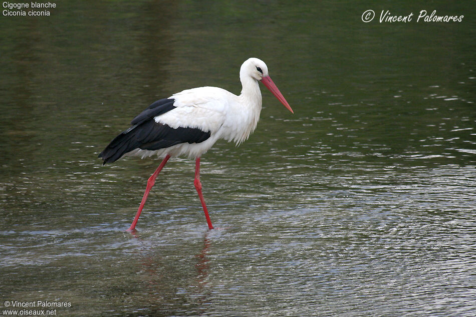 Cigogne blanche