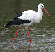 White Stork