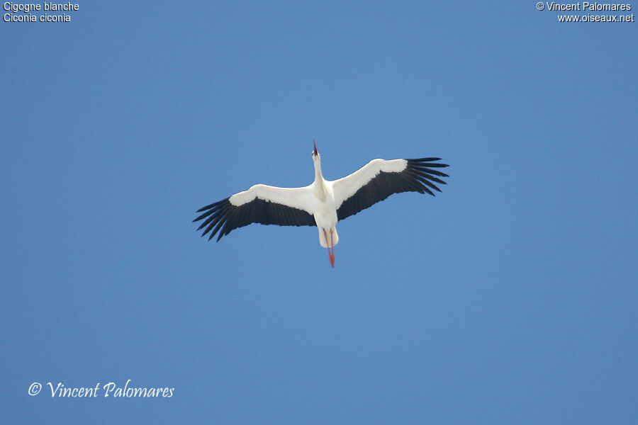 White Stork