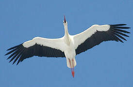 Cigogne blanche