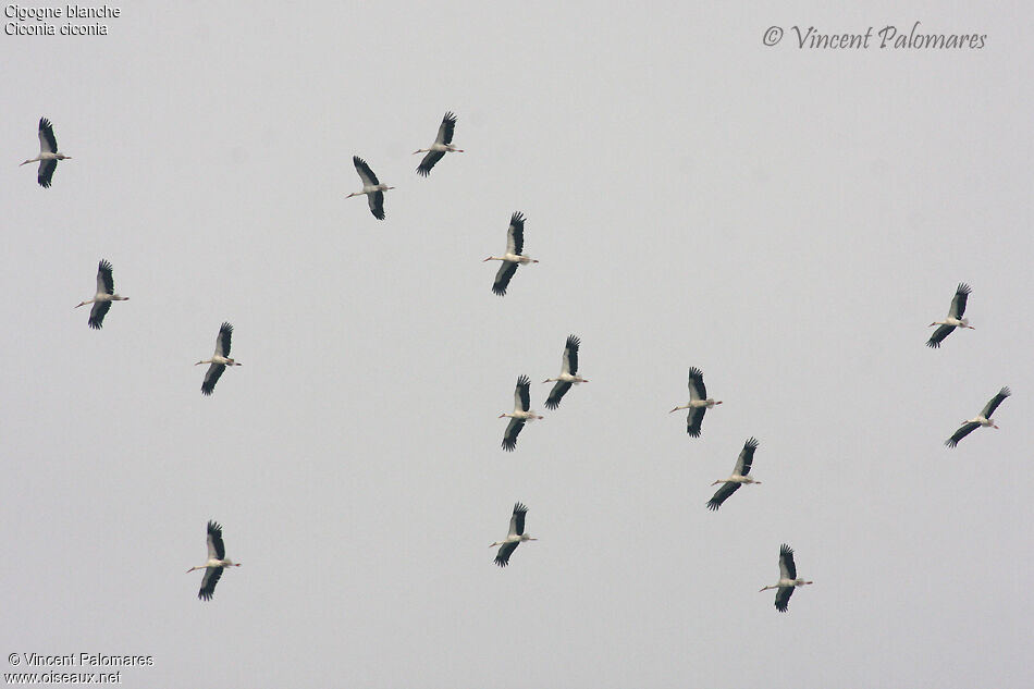 Cigogne blanche