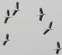 White Stork