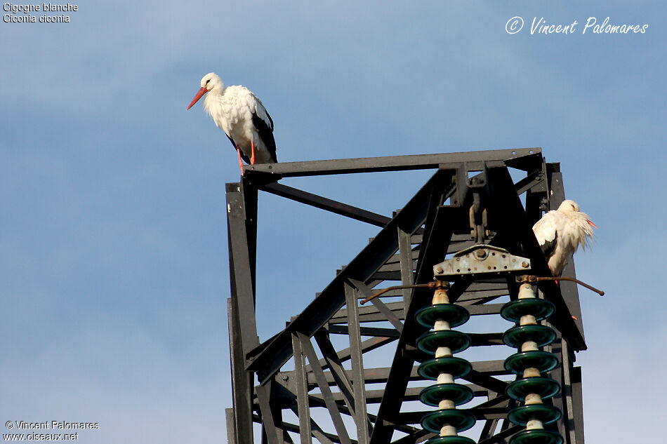 White Stork