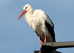 Cigogne blanche