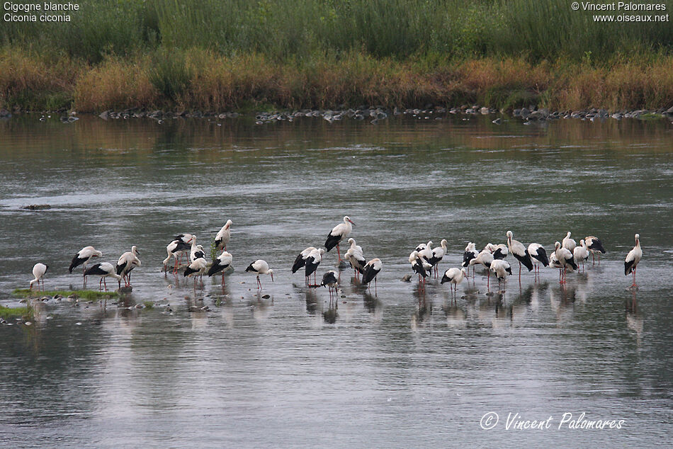 Cigogne blanche