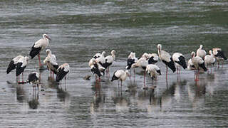 White Stork