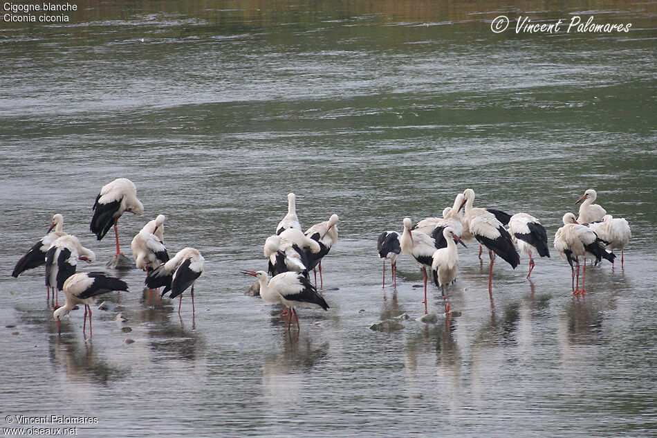 White Stork