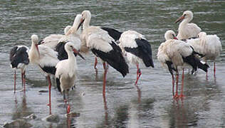 White Stork