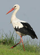 Cigogne blanche