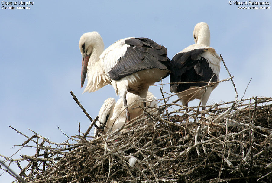 White Stork