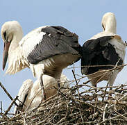 White Stork