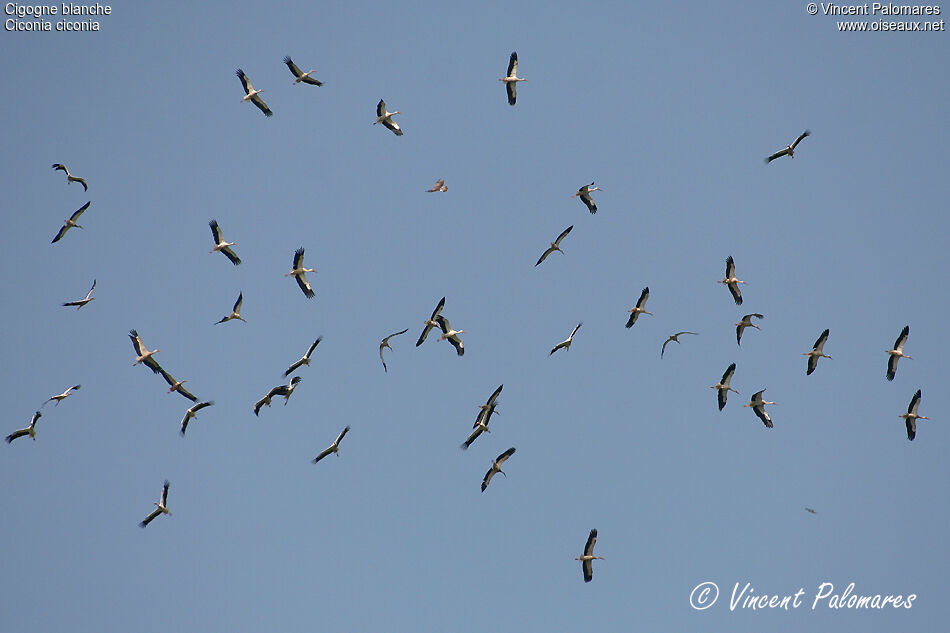 Cigogne blanche