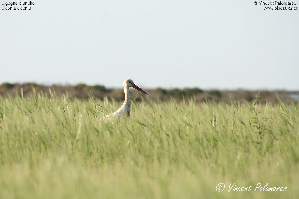 White Stork