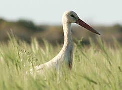 Cigogne blanche