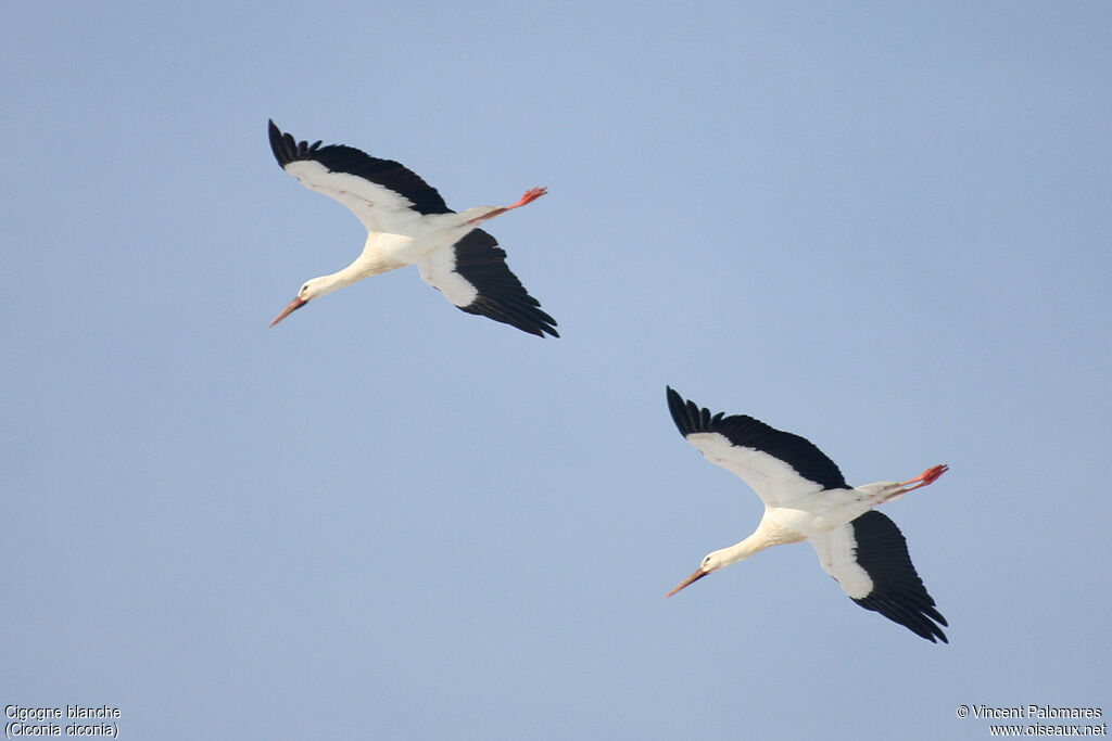 Cigogne blanche