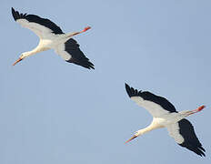 White Stork