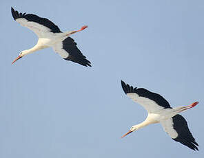 Cigogne blanche