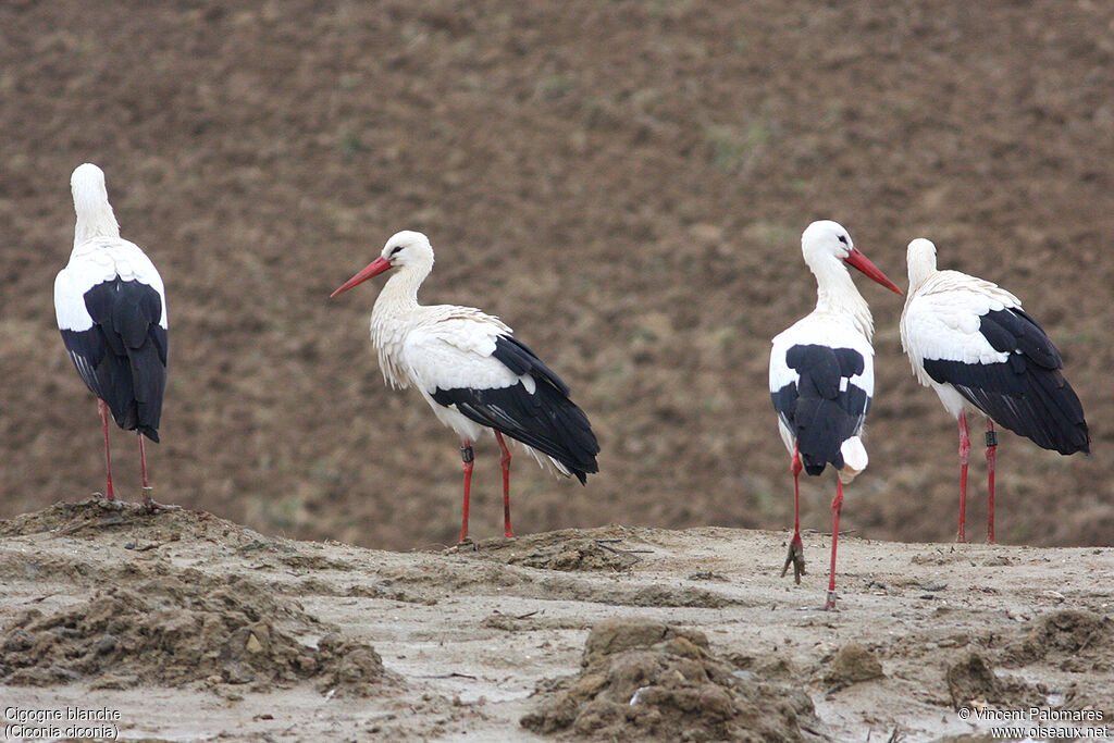 White Stork