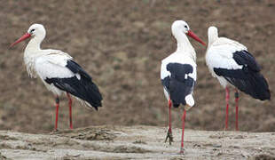 White Stork